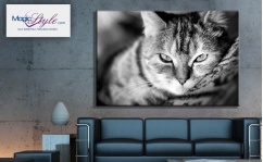 Obraz canvas CAT  